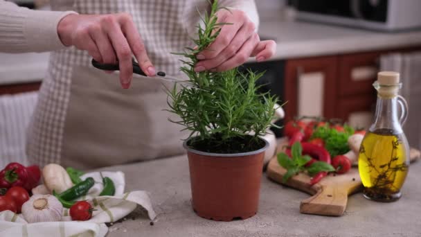 Mulher Cortando Rosemary Planta Uma Panela Uma Cozinha Pronta Para — Vídeo de Stock