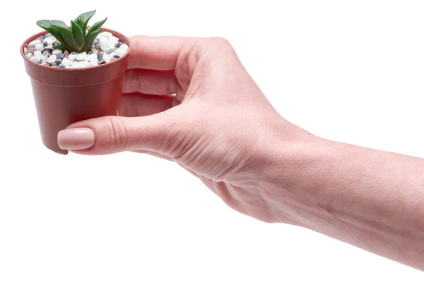 Kobieta Trzymająca Succulent Haworthia Plant Brązowej Plastikowej Doniczce — Zdjęcie stockowe