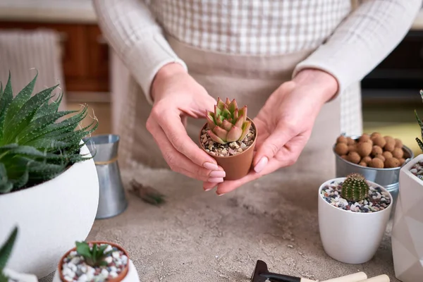 Echeveria Pot Plastik Coklat Siap Untuk Transplantasi — Stok Foto