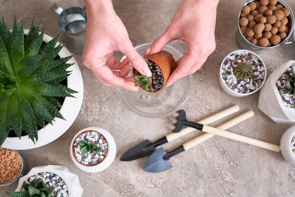 Planta Haworthia Suculenta Vaso Plástico Marrom Pronto Para Transplante Plantio — Fotografia de Stock