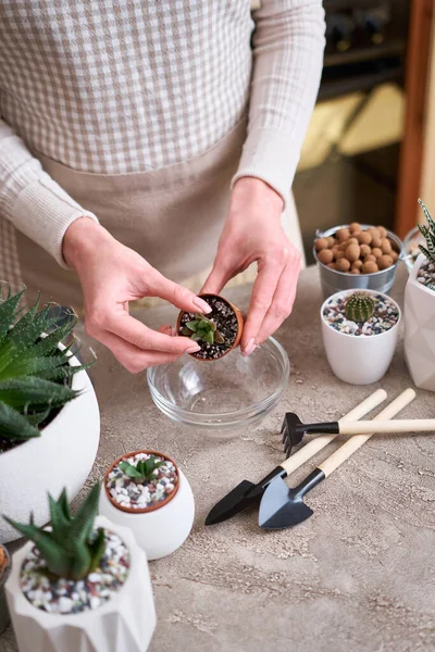 Planta Haworthia Suculenta Vaso Plástico Marrom Pronto Para Transplante Plantio — Fotografia de Stock