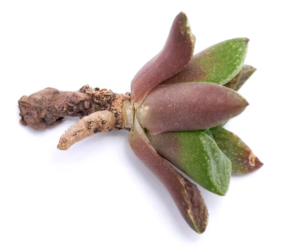 Haworthia Planta Suculenta Com Raízes Isoladas Fundo Branco — Fotografia de Stock