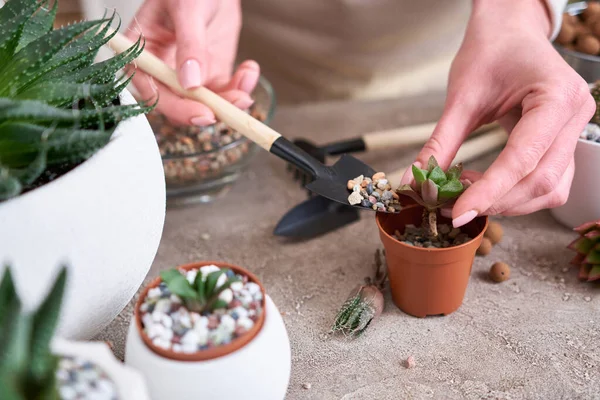 Mulher Segurando Planta Haworthia Suculenta Com Raízes Prontas Para Plantio — Fotografia de Stock