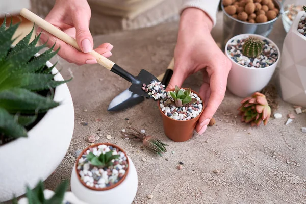 Mulher Plantando Succulent Haworthia Planta Vaso Plástico Marrom — Fotografia de Stock