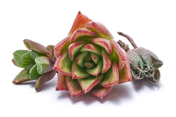 Casa raíz flor fotos de stock, imágenes de Casa raíz flor sin royalties - Página 5 | Depositphotos Casa raíz flor fotos de stock, imágenes de Casa raíz flor sin royalties - Página 5 | Depositphotos