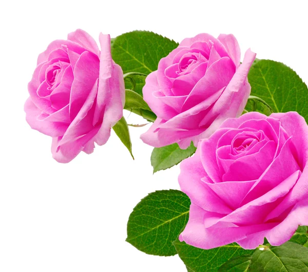 Bouquet pink roses — Stock Photo, Image