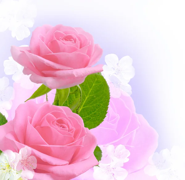 Pink roses — Stock Photo, Image