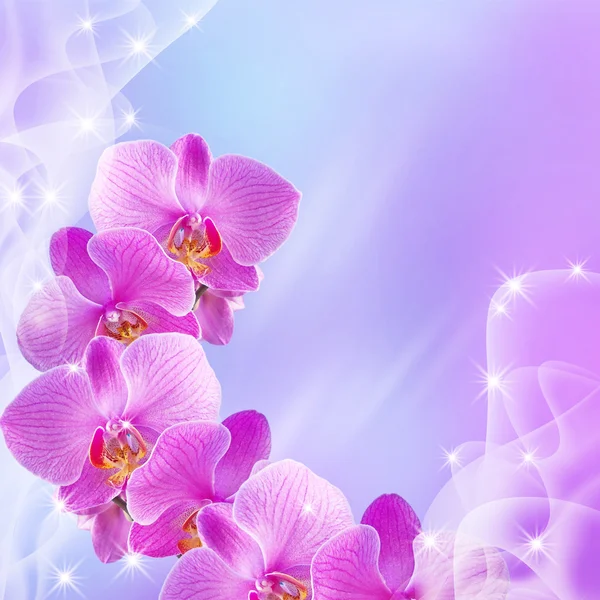 Orchidee und Sterne — Stockfoto