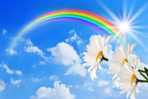 Rainbow and daisy against the sky — Stock Photo, Image