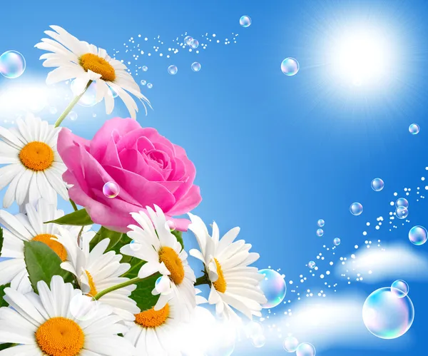 Rose and daisies — Stock Photo, Image