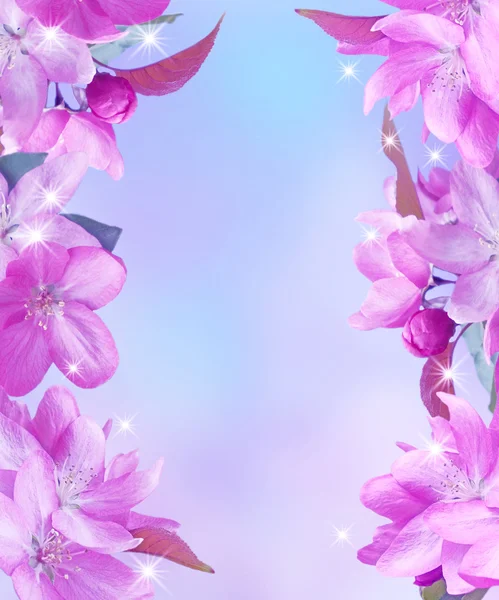 Sakura-Blüte — Stockfoto