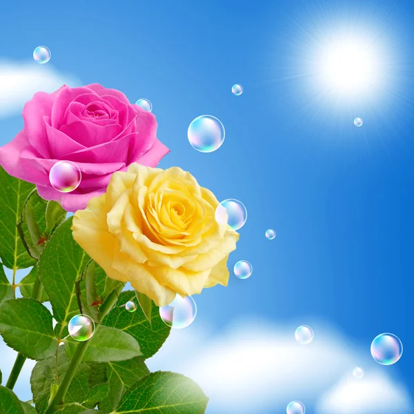 Gelbe und rosa Rosen — Stockfoto