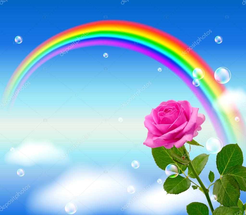 Pink rose and rainbow