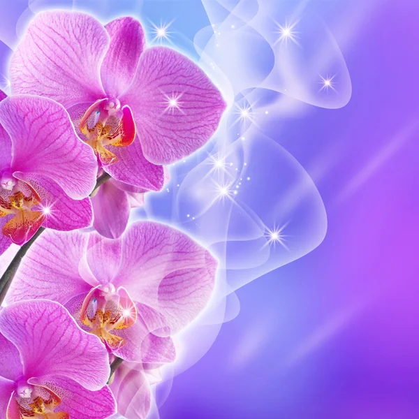 Růžová orchidej — Stock fotografie