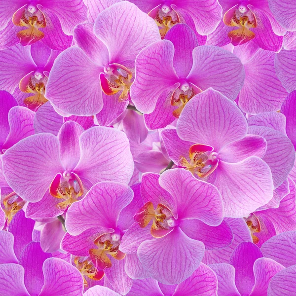 Pink orchids. Seamless pattern. — Stock Photo, Image