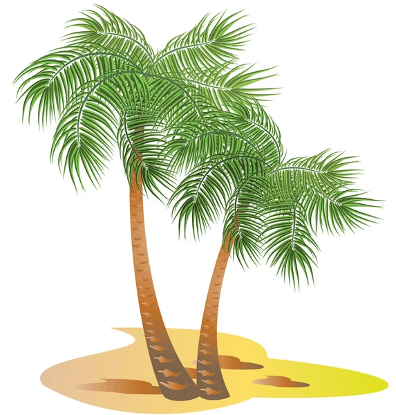Drzewa palmy — Wektor stockowy