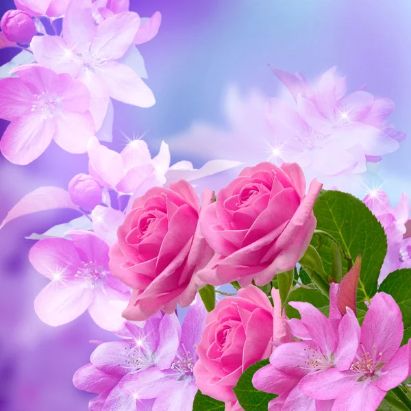 Cherry and roses blossom — Stock Photo, Image