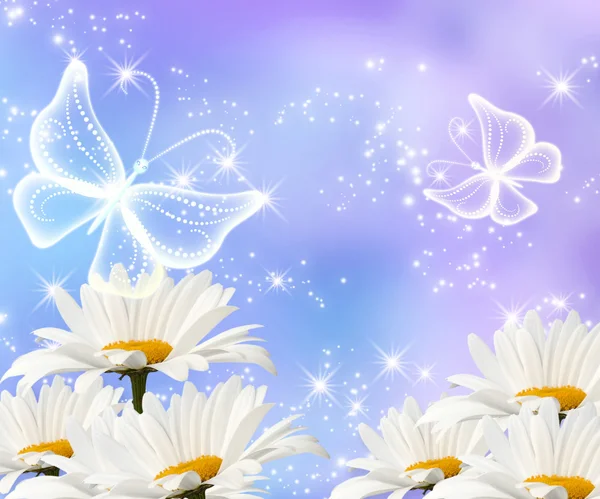 Daisy and transparent butterflies — Stock Photo, Image