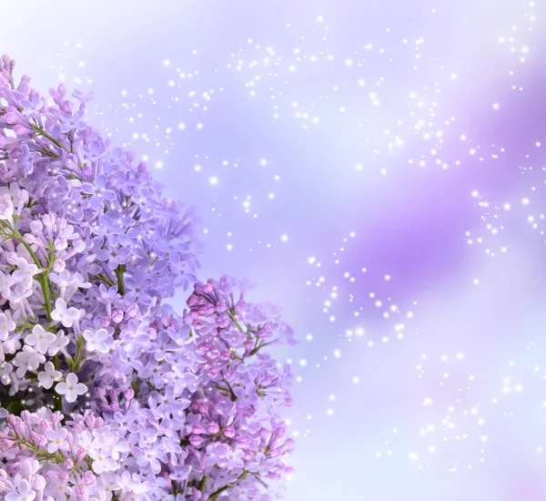 Lilac blossom — Stock Photo, Image