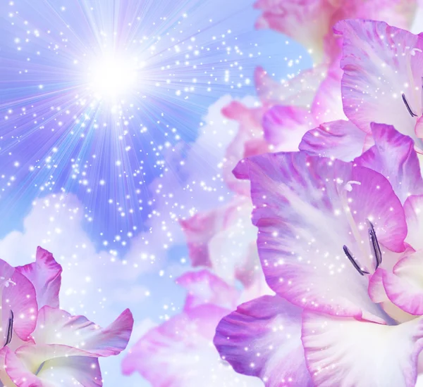 Sun in the sky and gladiolus — Stock Photo, Image