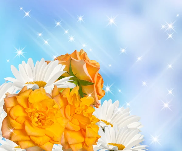 Daisy and roses — Stock Photo, Image