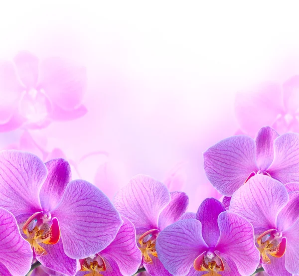 Orquídeas — Fotografia de Stock