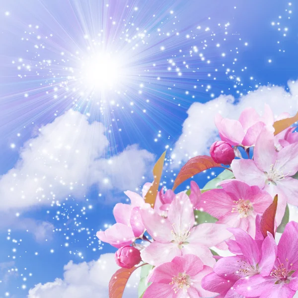 Zon en bloemen — Stockfoto