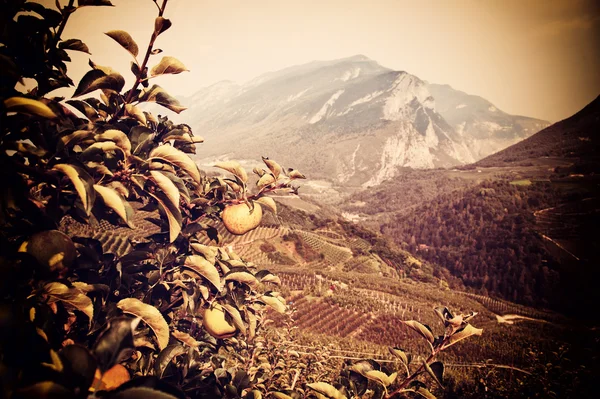 Alberi di mele — Foto Stock