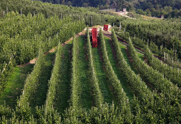 Apple trees — Stock Photo, Image