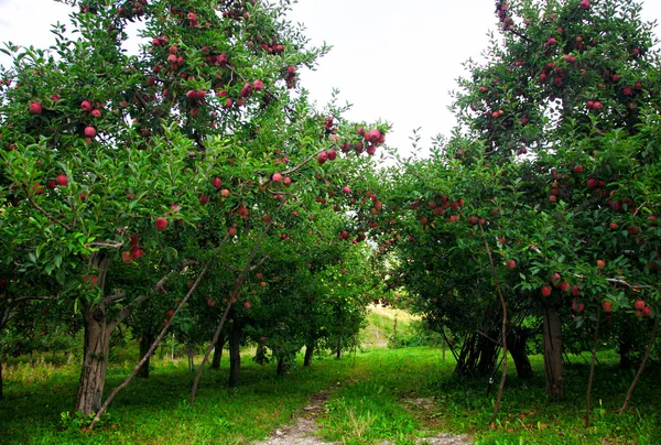 Apple trees — Stock Photo, Image