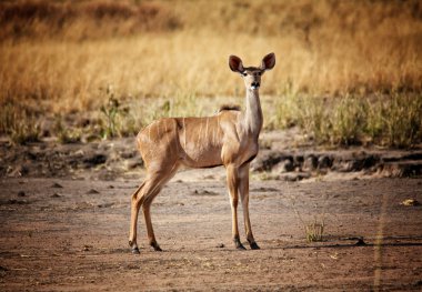 kudu portrait clipart