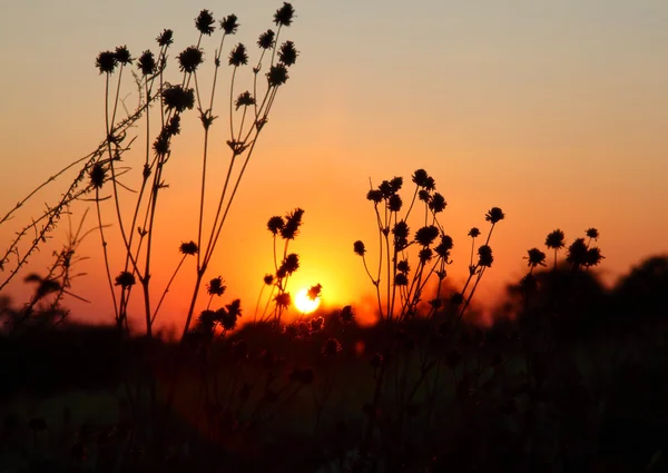 Flores de algodón — Foto de Stock