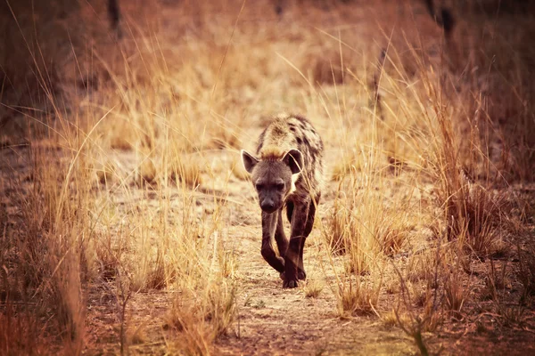 Spotted hyena — Stock Photo, Image