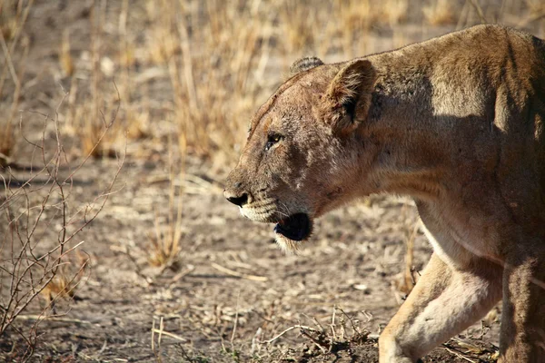 Lioness — Stock Photo, Image