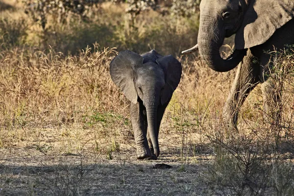 Elefante neonato — Foto Stock