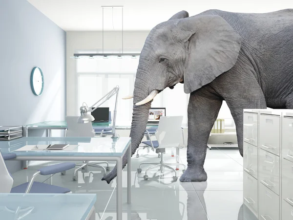 Elefant im Zimmer — Stockfoto