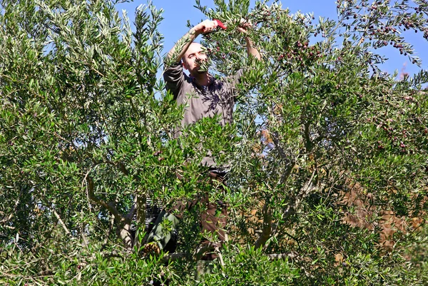 Zeytin hasat — Stok fotoğraf