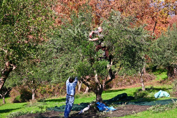 Cosecha de olivo — Foto de Stock