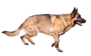 Alman çoban köpeği