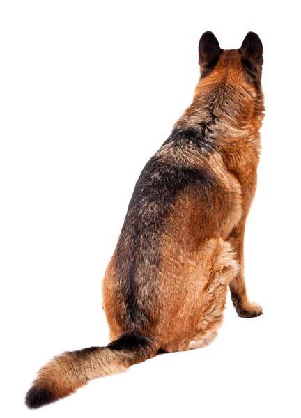 Deutscher Schäferhund — Stockfoto