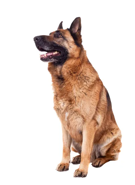 Deutscher Schäferhund — Stockfoto