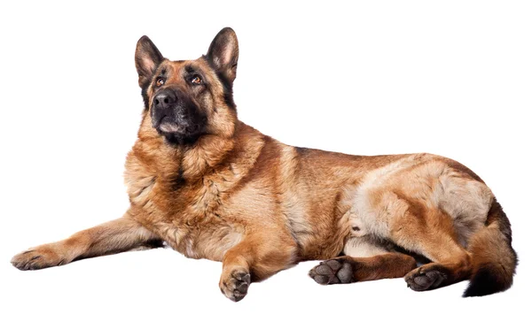 Deutscher Schäferhund — Stockfoto