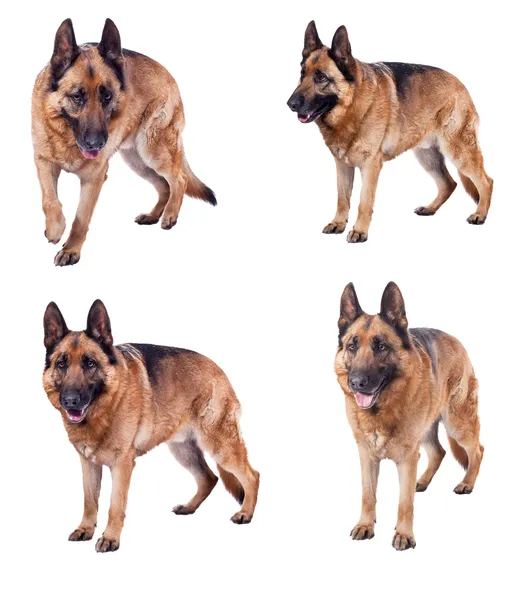 German shepherd collection — Stock Photo, Image