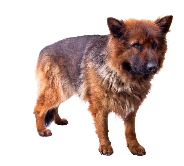 Junger deutscher Schäferhund — Stockfoto