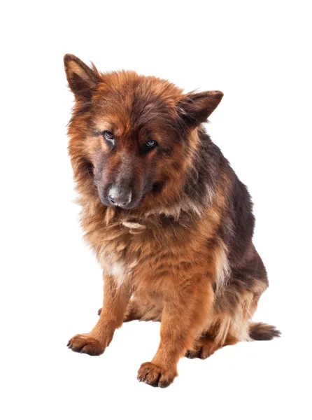 German shepherd long fur — Stock Photo, Image