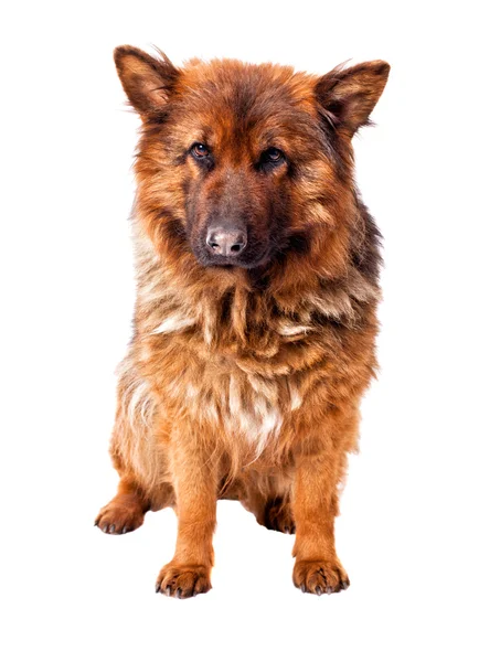 German shepherd — Stock Photo, Image