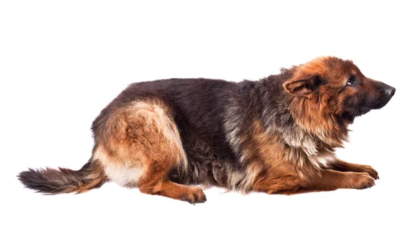 Junger deutscher Schäferhund — Stockfoto