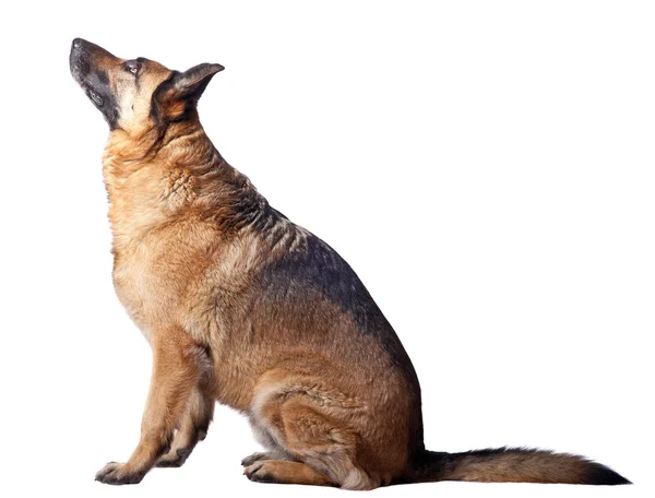 German shepherd — Stock Photo, Image