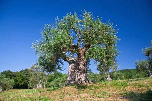 橄榄树 — 图库照片