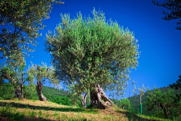 オリーブの木 — ストック写真